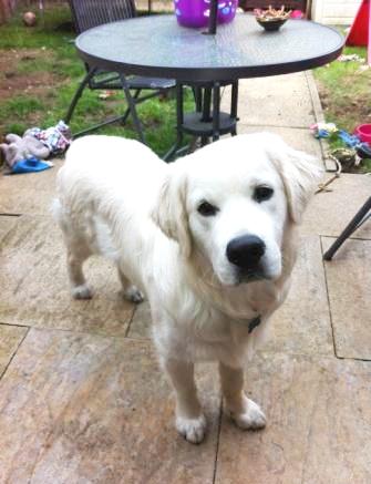labrador rescue charity.jpg
